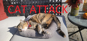 Cat Attack banner