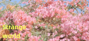 Strange world banner