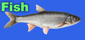 Fish banner