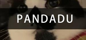 PANDADU banner
