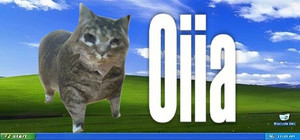 oiia banner