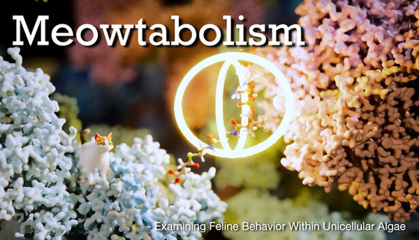 Meowtabolism - Examining Feline Behavior within Unicellular Algae