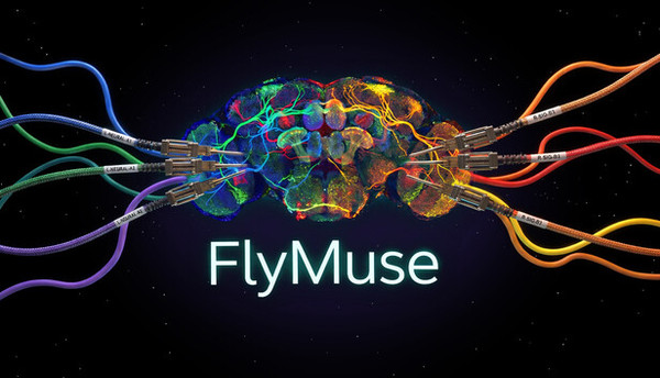 FlyMuse